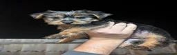 Yorkshire Terrier dogs for sale: Yorkie female pup  - Advert 2