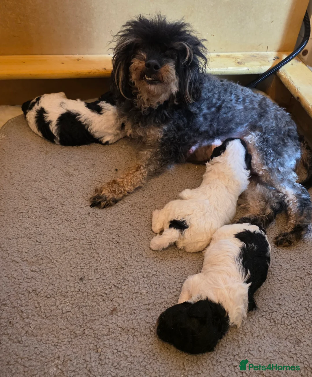 Toy Poodle dogs for sale: Stunning Toy Poodle Pups - Advert 1