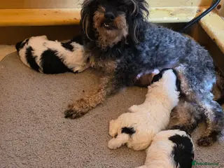 Toy Poodle dogs Stunning Toy Poodle Pups - Advert 6