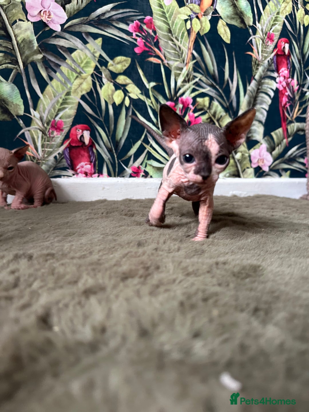 Sphynx cats for sale:  6 Beautiful Sphynx Kittens Ready Soon – 5★ - Image 26