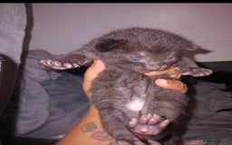 British Shorthair cats for sale: Blue Russian Mix  - Image 10