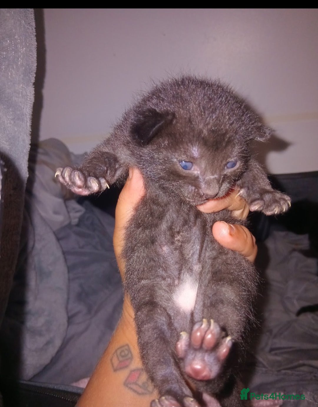 British Shorthair cats for sale: Blue Russian Mix  - Image 10