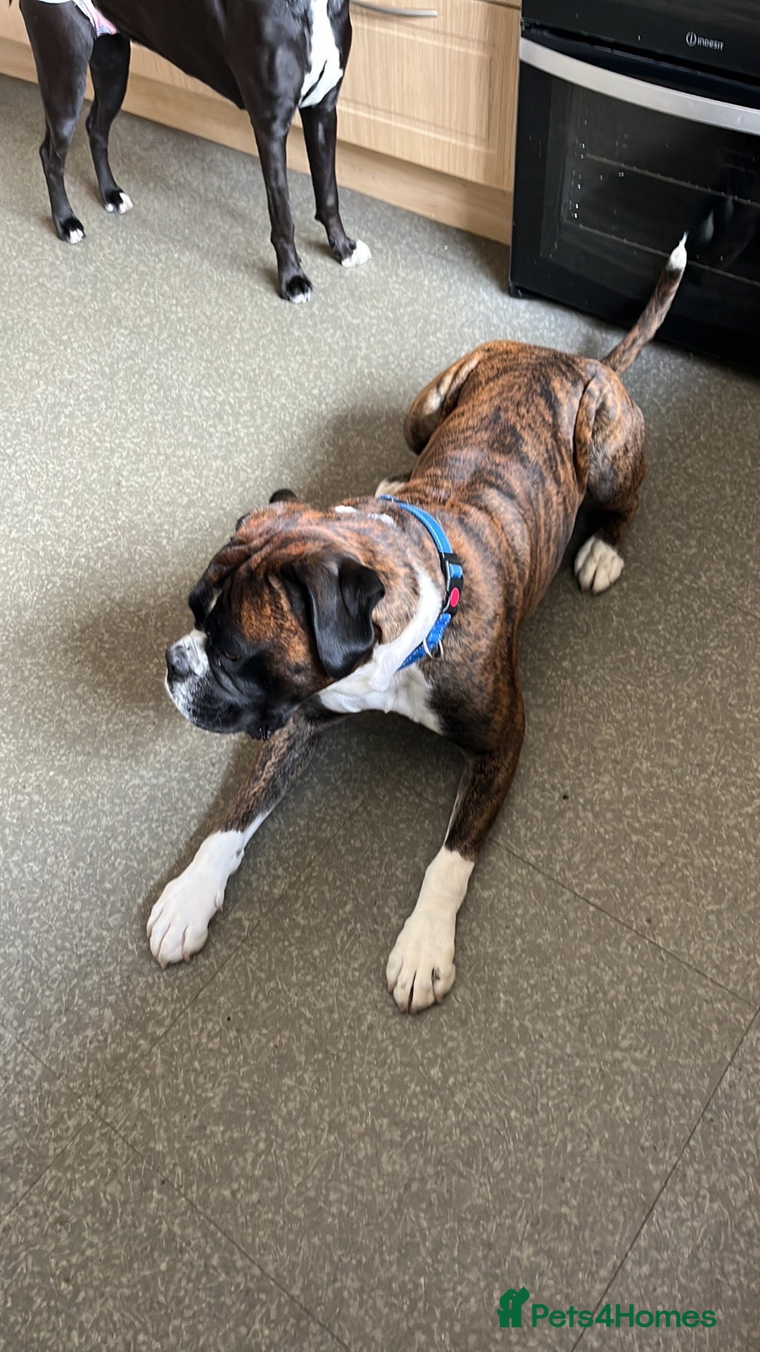 Boxer dogs Rocco - Advert 9