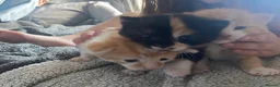 Mixed Breed cats for sale: 4 Beautiful fluffy kittens  - Advert 3