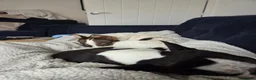 Mixed Breed dogs for adoption: 🐾🤍🤎 JESSY – LITTLE DOG, LOTS OF LOVE 🤎🤍🐾 in Wigan - Advert 12