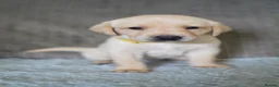 Labrador Retriever dogs for sale: Kennel Club Registered Labrador Puppies  - Advert 7