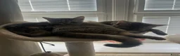 Mixed Breed cats for sale: Nova and Nellie  - Advert 6