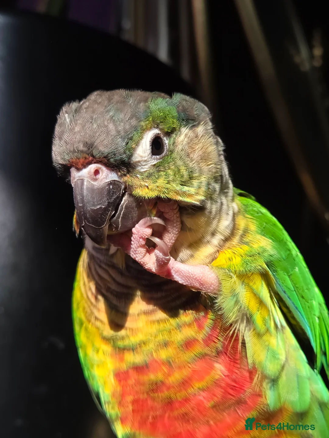 Conures birds for sale: Friendly conure - Advert 6