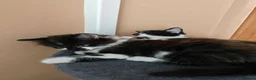 Mixed Breed cats for sale: Kittens in Worksop - Advert 9