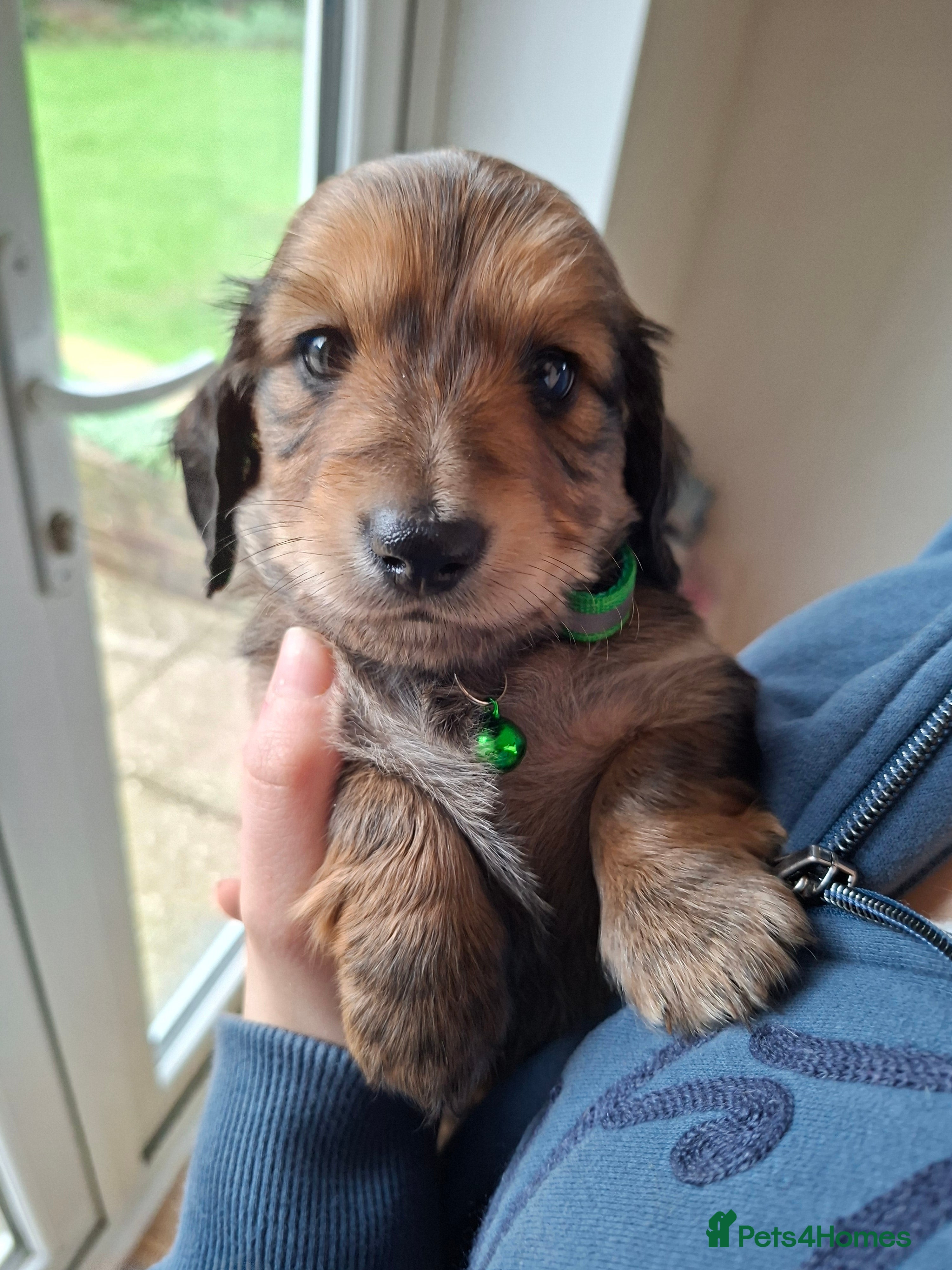 Miniature Dachshund dogs 2 long haired shaded cream miniature dachshunds  - Advert 18