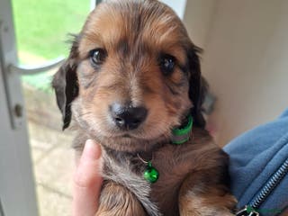 Miniature Dachshund dogs 2 long haired shaded cream miniature dachshunds - Advert 18