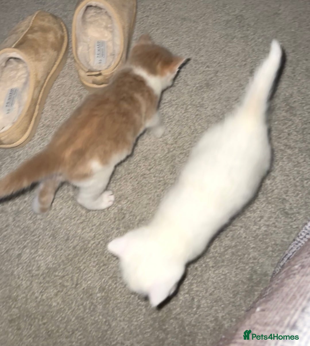 Turkish Angora cats for sale: Rare coloured kittens 🐱 😍 - Advert 5