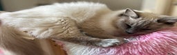 Mixed Breed cats for sale: Ragdoll mix girl needs new home - Advert 17