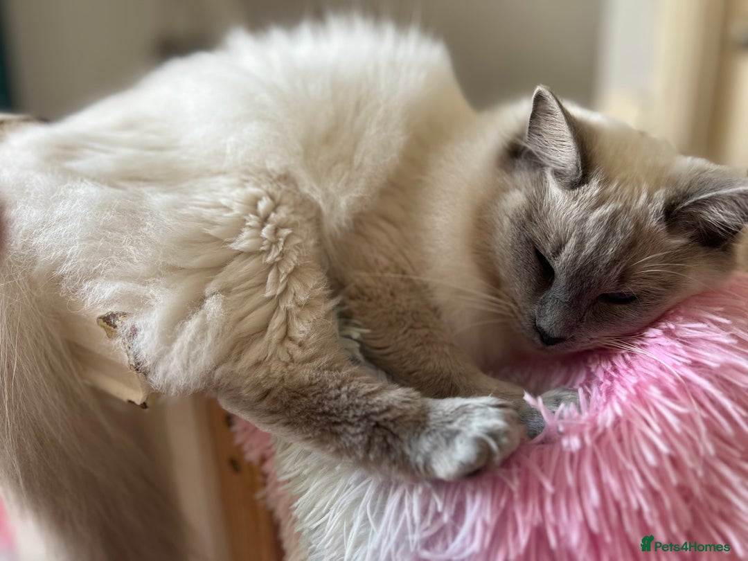 Mixed Breed cats for sale: Ragdoll mix girl needs new home - Advert 17