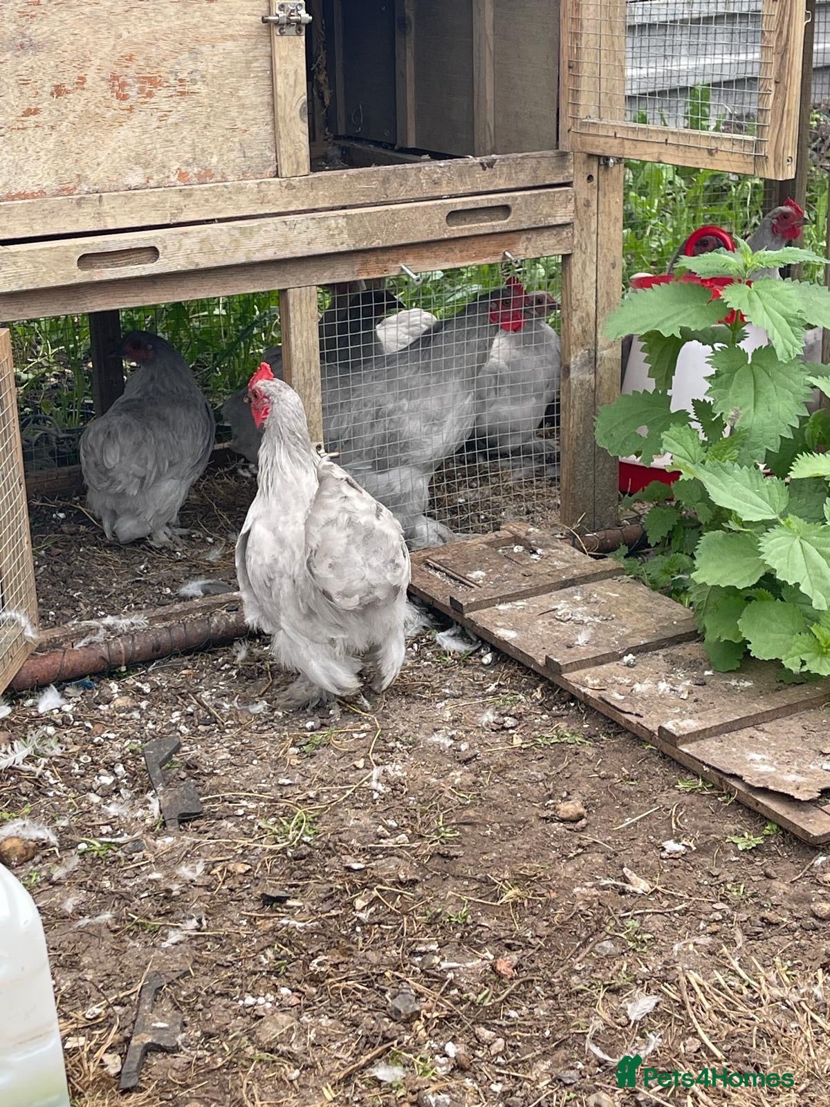 Chickens poultry Pekin Bantam chickens  - Advert 18