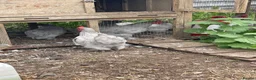 Chickens poultry for sale: Pekin Bantam chickens  - Advert 1