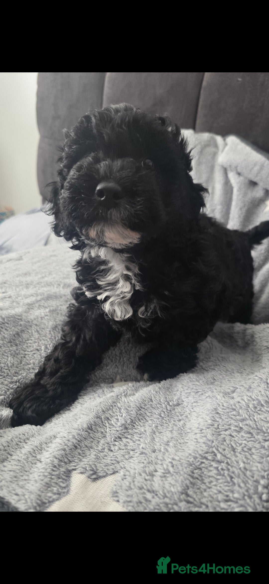 Cockapoo dogs for sale: BEAUTIFUL F1B COCKAPOO BABBIES  - Image 13