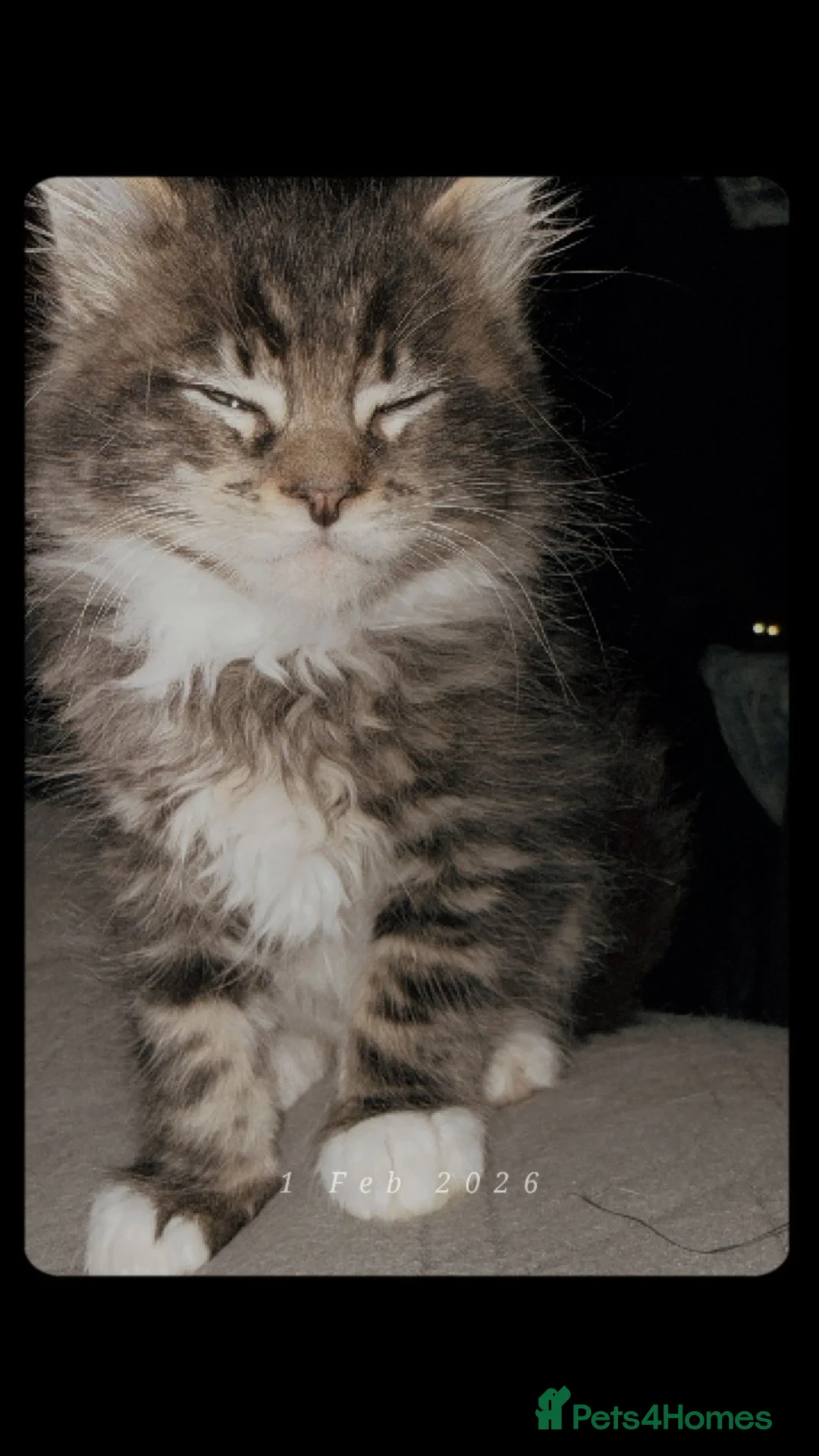 Maine Coon cats for sale: Maine coon kittens for sale ready now - Advert 4