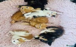 European cats for sale: 💖 Purr-fect Kittens Ready to Melt Your Heart! 😻 - Image 1
