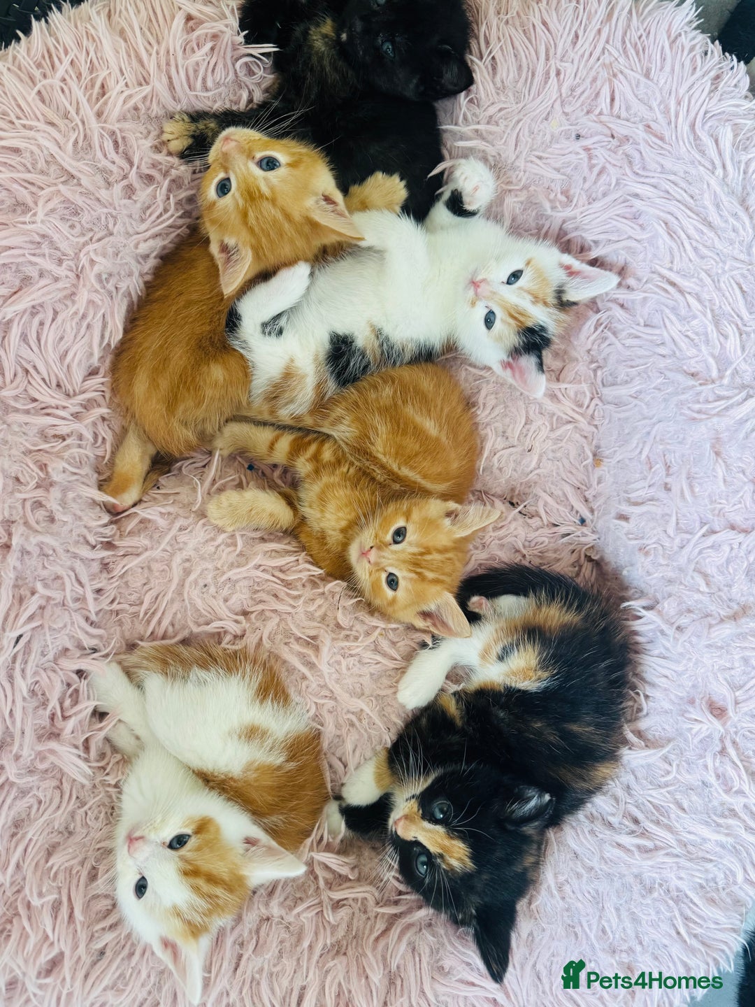 European cats for sale: 💖 Purr-fect Kittens Ready to Melt Your Heart! 😻 - Image 1