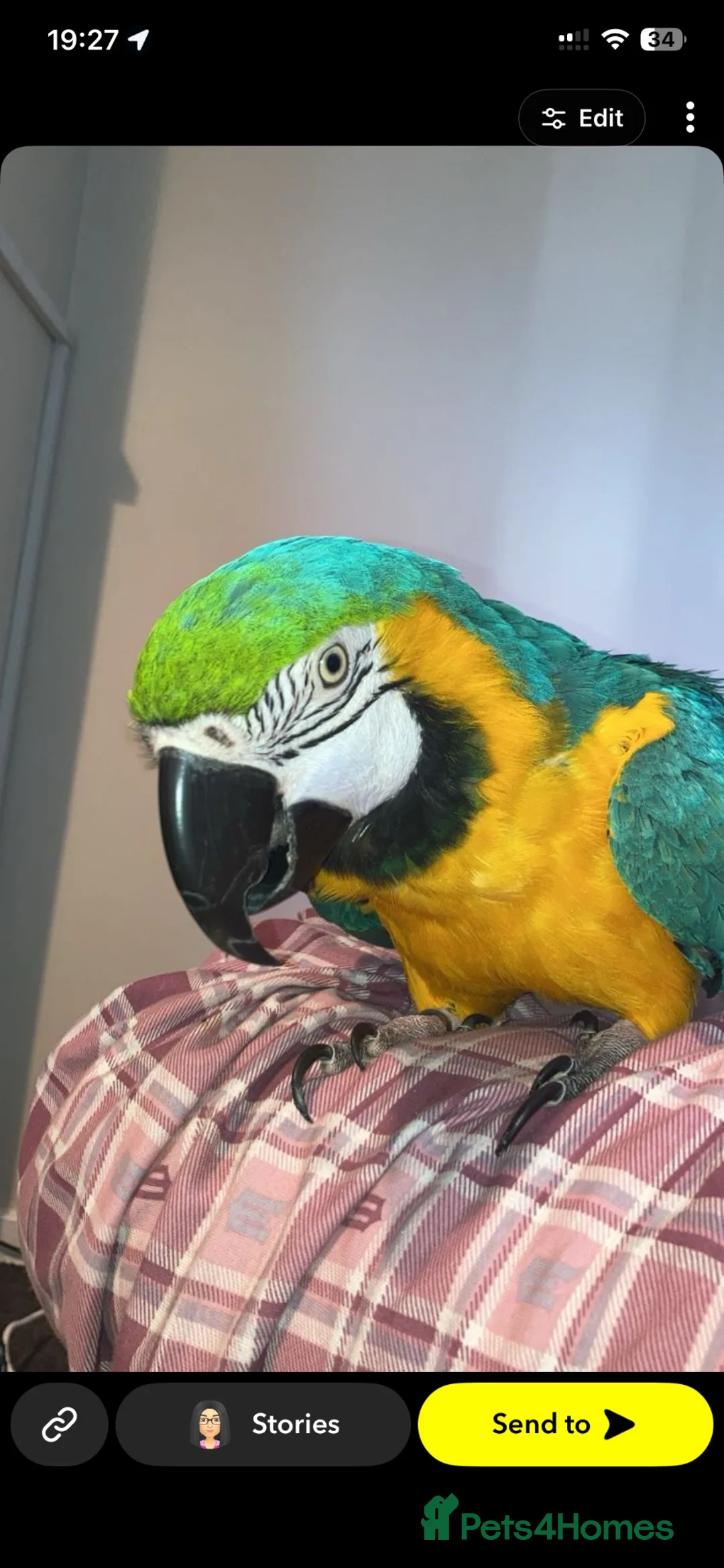 Macaws birds for sale: Beautiful Macaw  in Cumnock - Advert 2