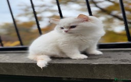 Ragdoll cats for sale: Adorable Male Ragdoll Kittens Looking forHomes! 🐾 - Image 1