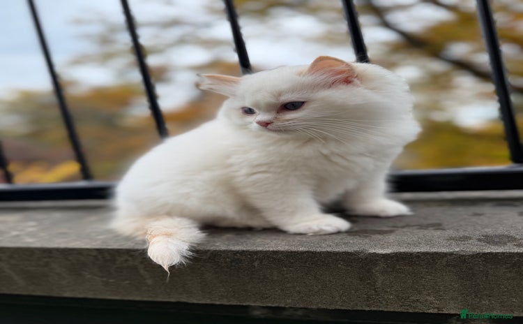 Ragdoll cats - Advert 3