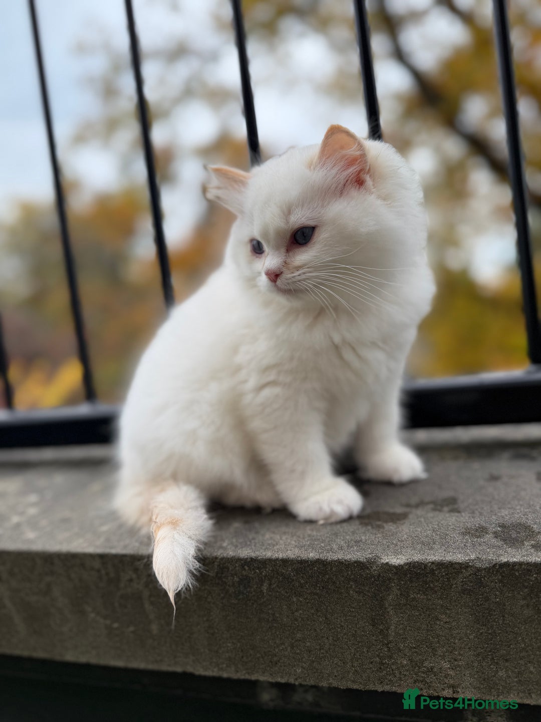 Ragdoll cats for sale: Adorable Male Ragdoll Kittens Looking forHomes! 🐾 - Image 1