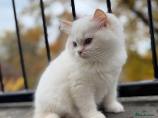 Ragdoll cats Adorable Male Ragdoll Kittens Looking forHomes! 🐾 - Advert 16