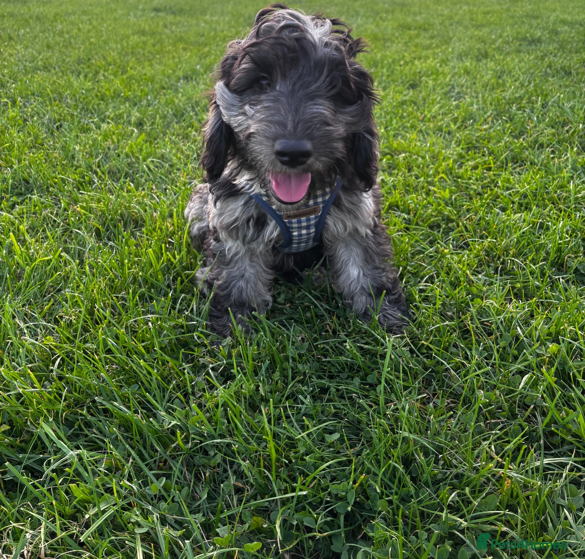 Cockapoo dogs Stunning Black cockapoo Merle  - Advert 1