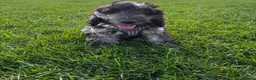 Cockapoo dogs for sale: Stunning Black cockapoo Merle  in York - Advert 1