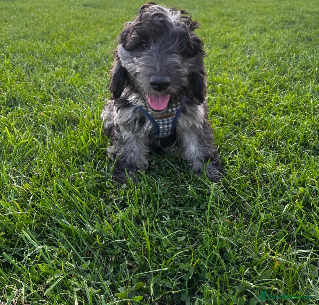 Cockapoo dogs for sale: Stunning Black cockapoo Merle  in York - Advert 1