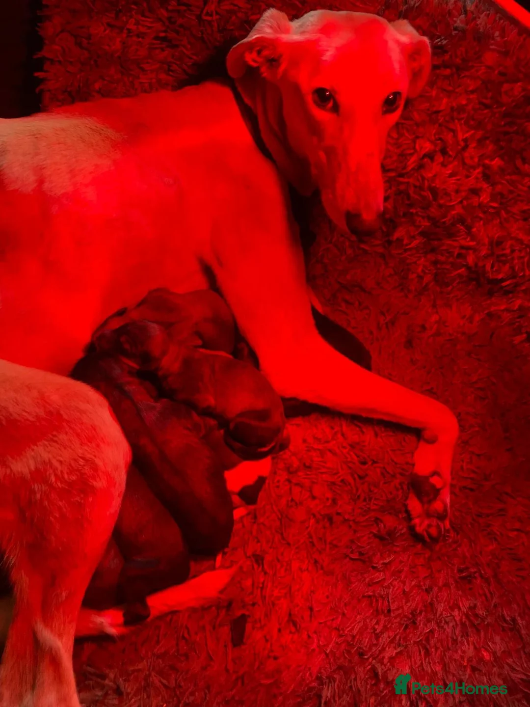 Mixed Breed dogs for sale: Saluki x greyhound  - Advert 2