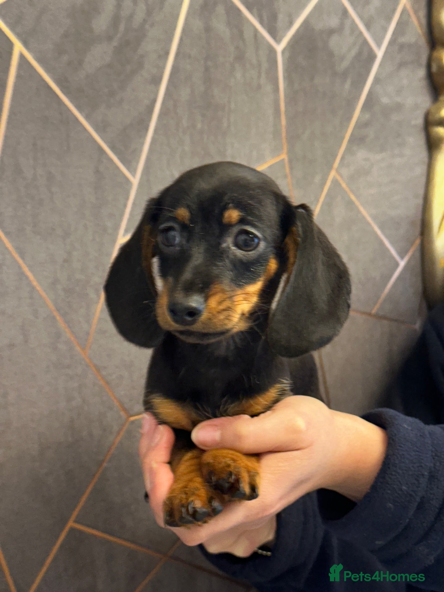 Miniature Dachshund dogs Miniature dachshund  - Advert 2