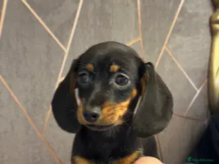Miniature Dachshund dogs Miniature dachshund - Advert 2