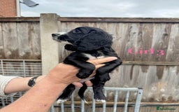 Cocker Spaniel dogs for sale: Working cocker spaniel puppies - Image 14