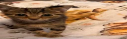 Mixed Breed cats for sale: Kittens  Domestic short hair in Worcester - Advert 36