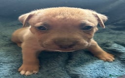 Mixed Breed dogs for sale: Beautiful chunky bully cross staffy pups tri /fawn - Image 14