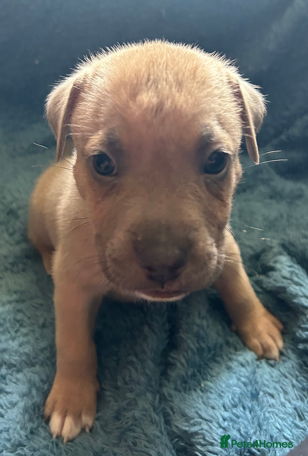 Mixed Breed dogs for sale: Beautiful chunky bully cross staffy pups tri /fawn - Image 14