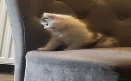 Mixed Breed cats for sale: mix litter Bengal and Norweign Forrest Kittens - Image 2