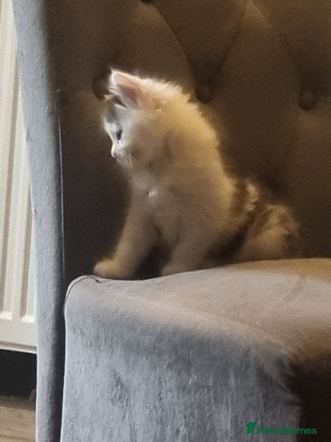 Mixed Breed cats for sale: mix litter Bengal and Norweign Forrest Kittens - Image 2