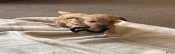 Cockapoo dogs for sale: Beautiful cockapoos - Advert 2
