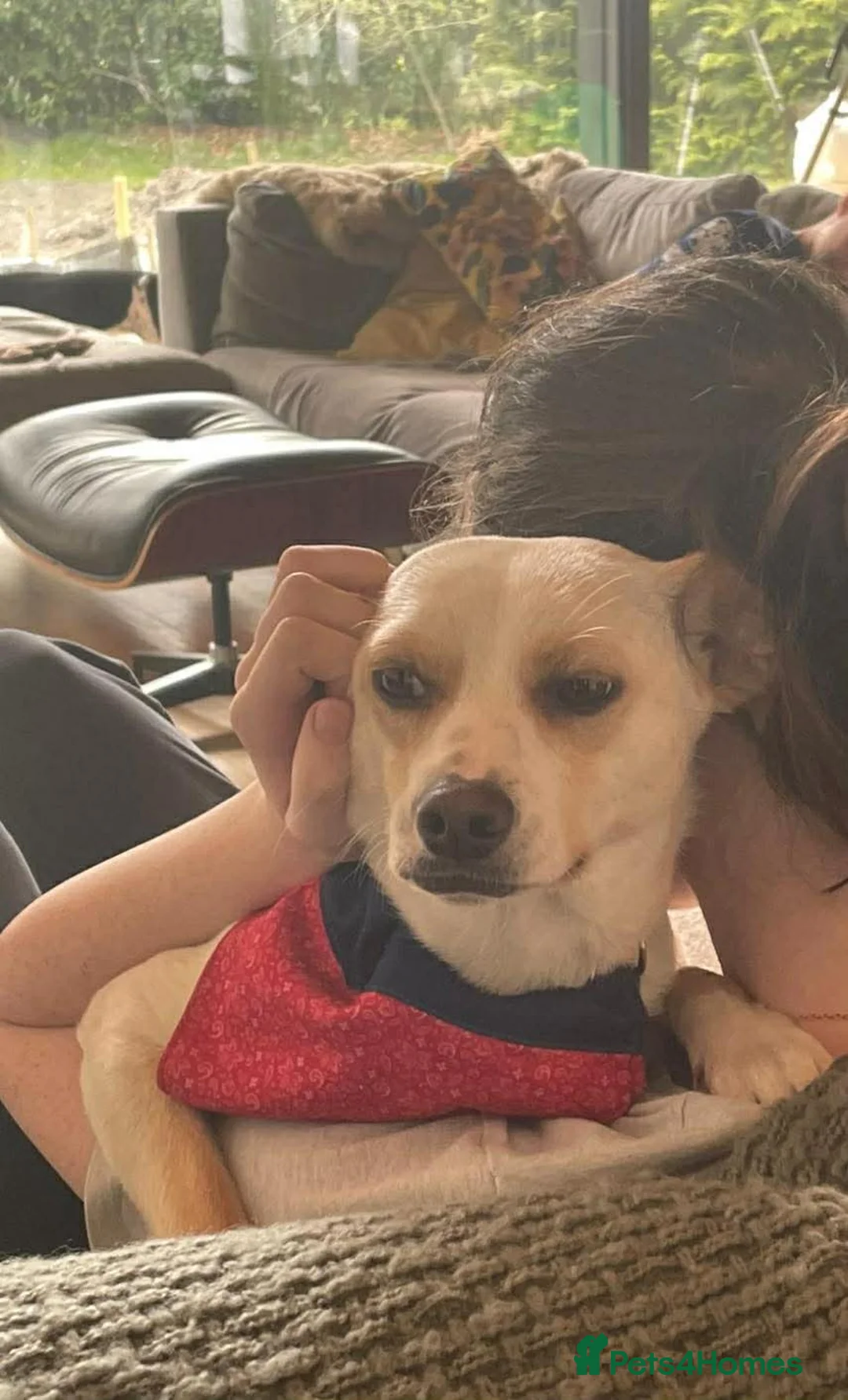 Mixed Breed dogs for adoption: Alfy  in Shaftesbury - Advert 4