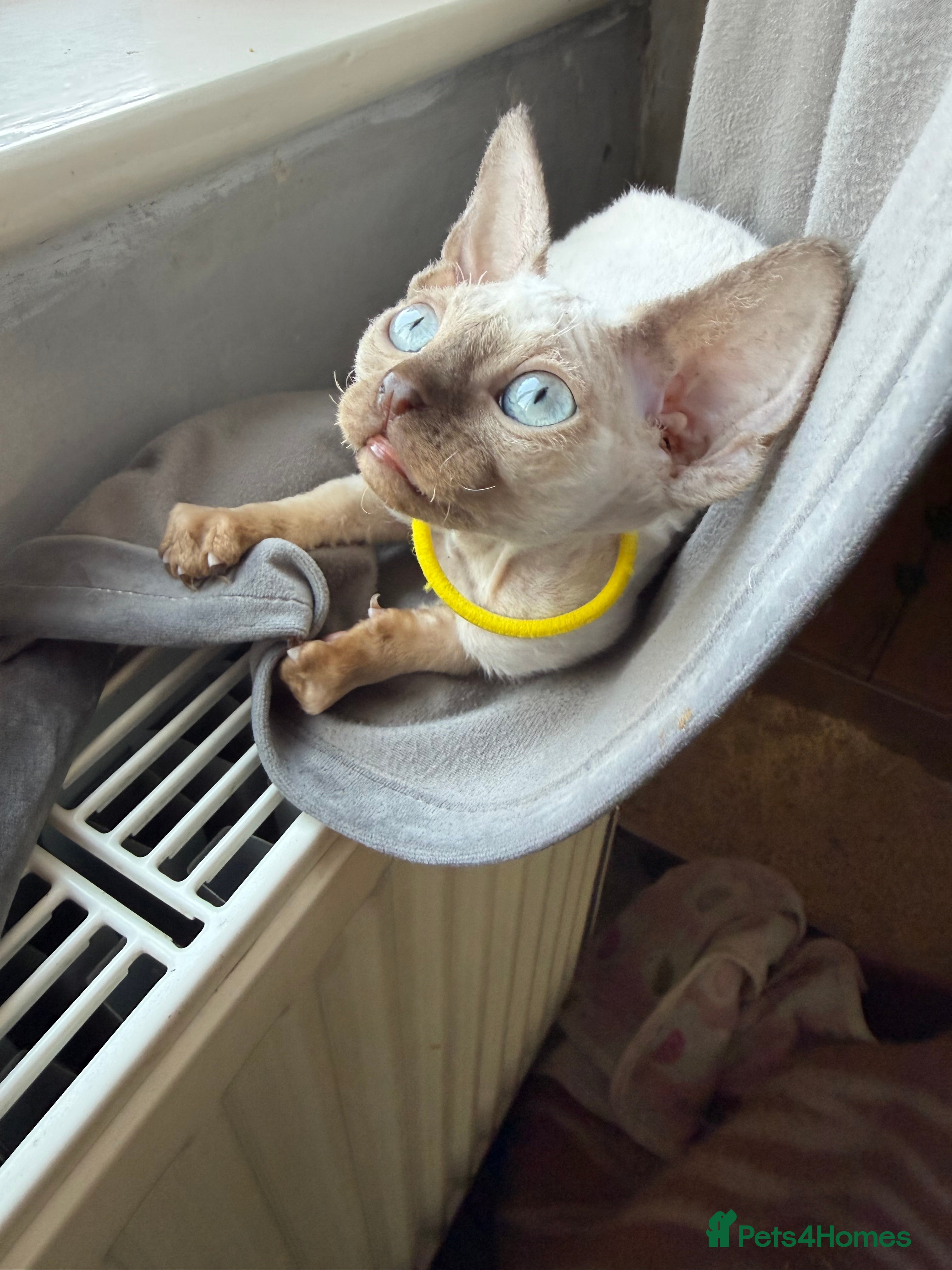Devon Rex cats 😍😍😍 2 girls left registered GCCF😍😍😍 - Advert 1
