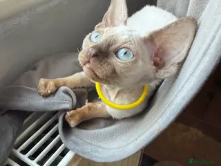 Devon Rex cats 😍😍😍 2 girls left registered GCCF😍😍😍 - Advert 1