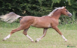 Welsh Section B horses for sale: Welsh sec b yearling colt  - Image 1