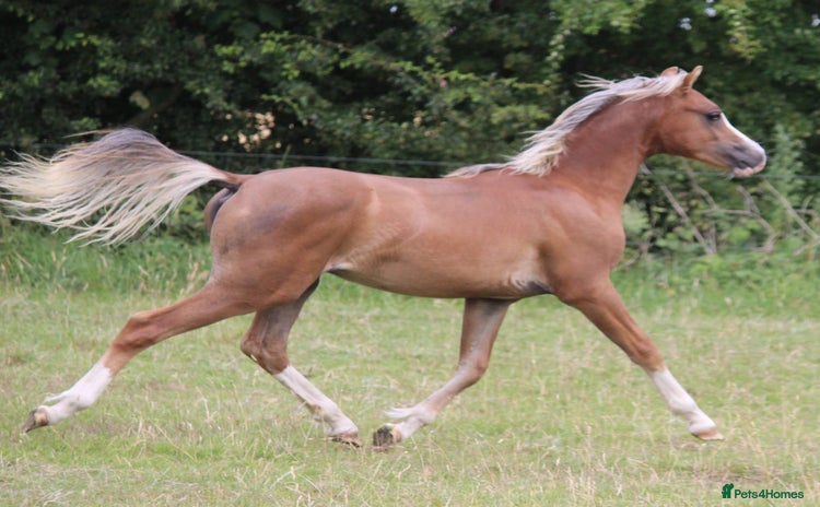Welsh Section B horses - Advert 4