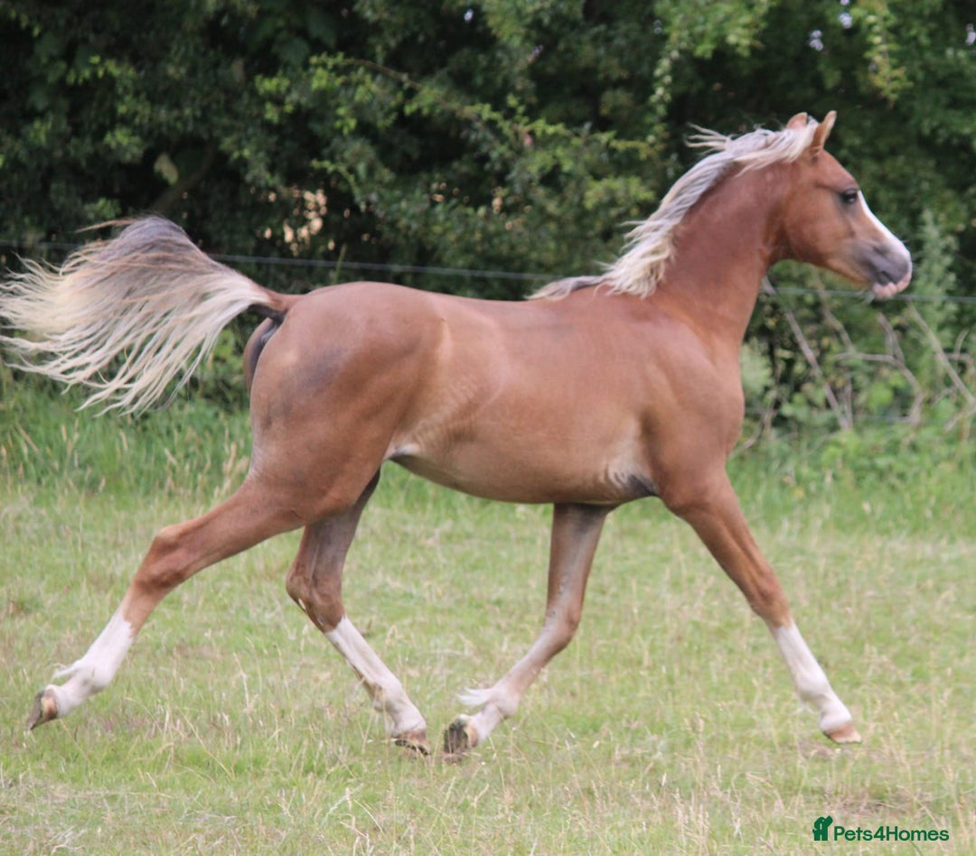 Welsh Section B horses for sale: Welsh sec b yearling colt  - Image 1