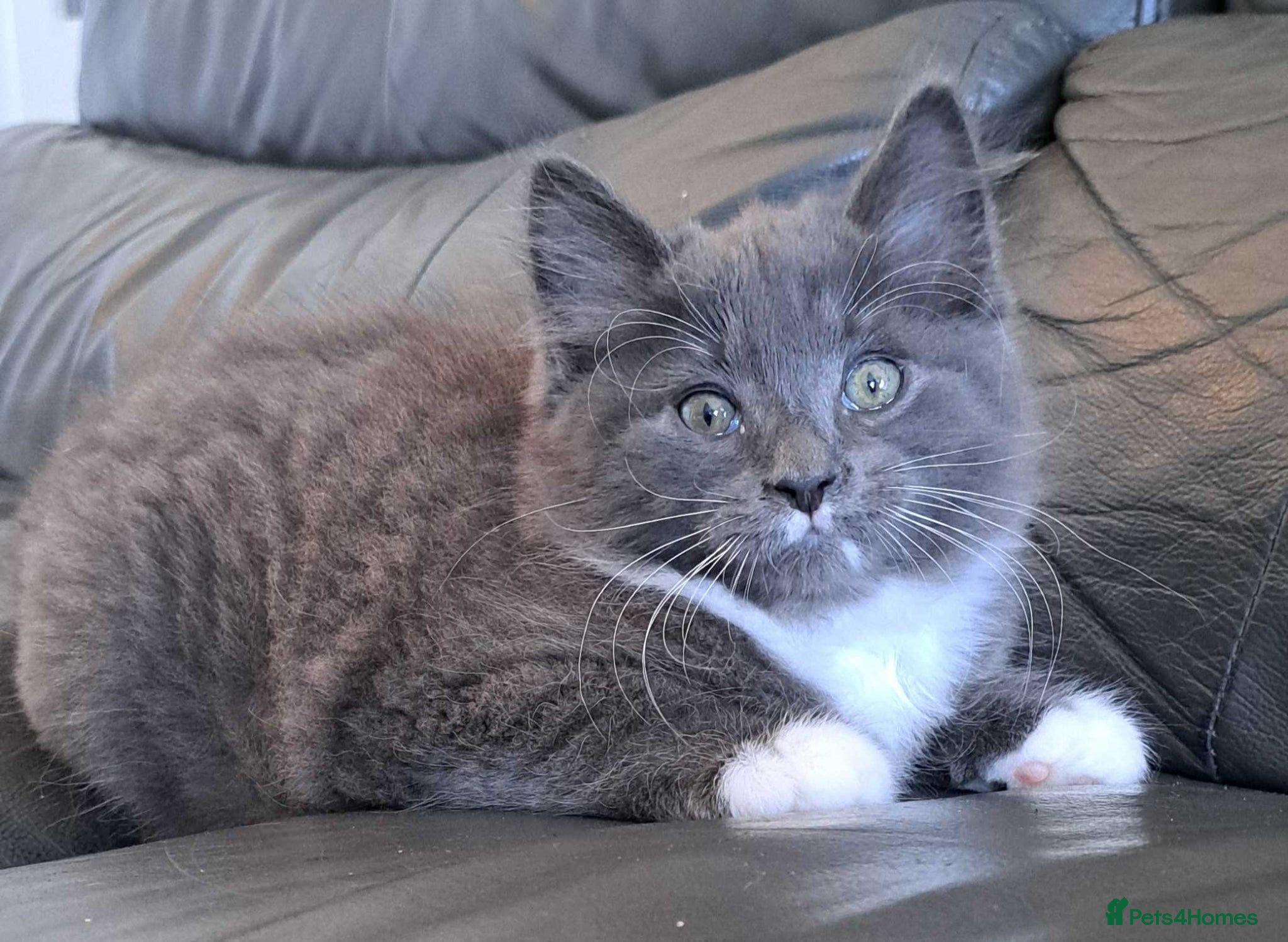 Russian Blue cats Stunning Russian Blue Cross Available 🐾 - Advert 5