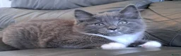 Russian Blue cats for sale: Stunning Russian Blue Cross Available 🐾 - Advert 1